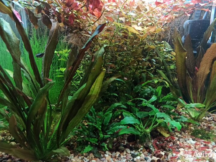 Аквариумные рыбки и расстения