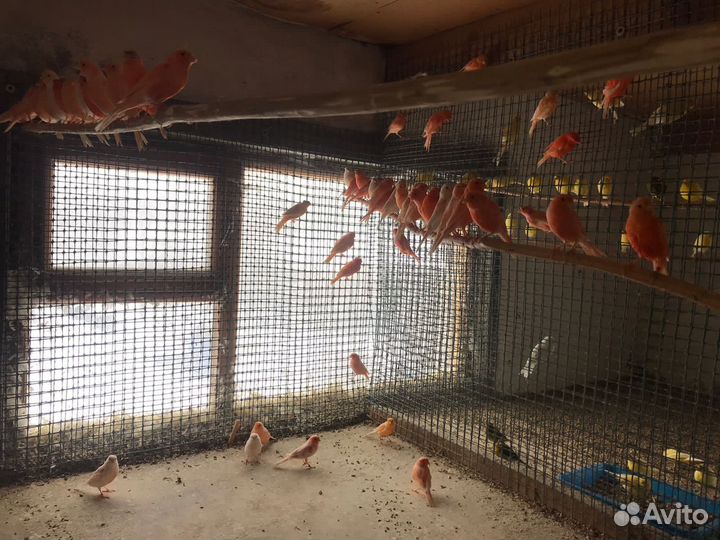 Кенара и канарейки