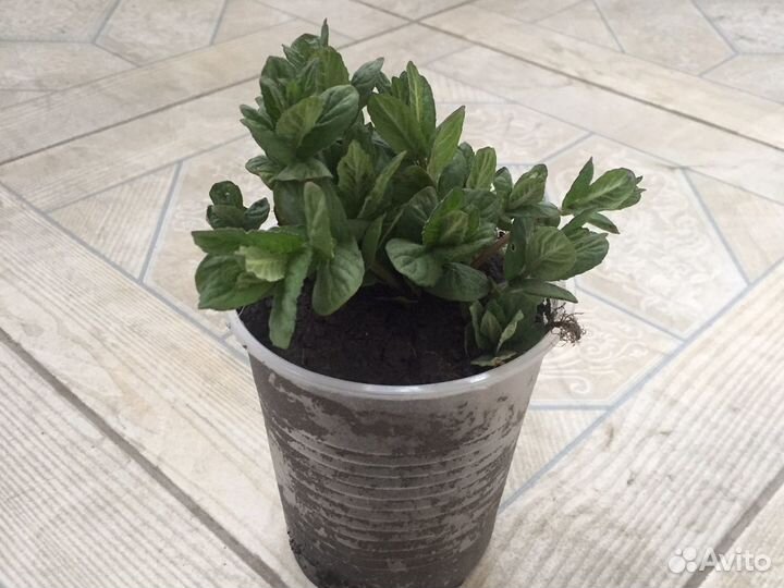 Мята перечная