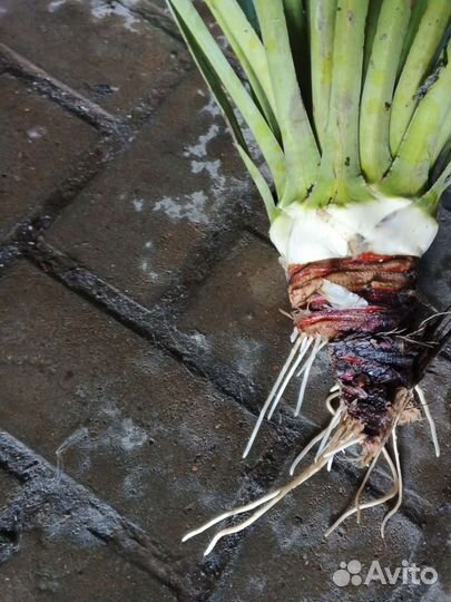 Юкка и ирисы