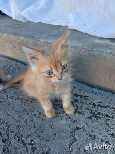 Рыжий котенок в добрые руки