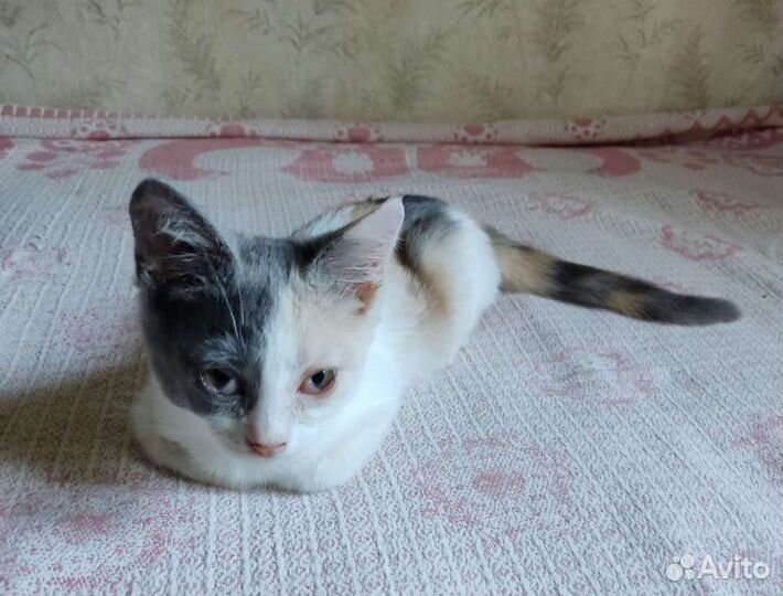 Прелестная юная кошечка ищет заботливую семью