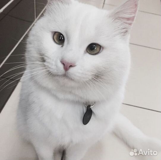 Передержка кошек в уютной квартире