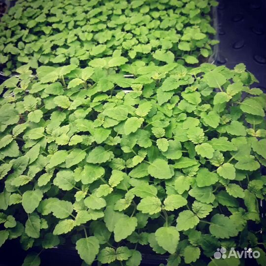 Микрозелень