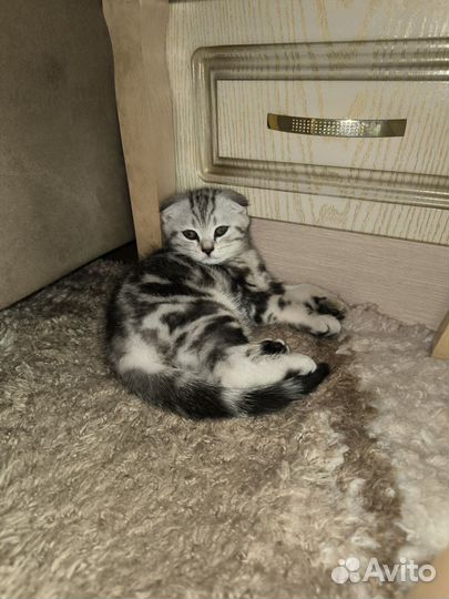 Шотландские котята