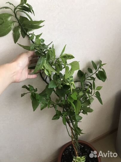 Комнатные цветы
