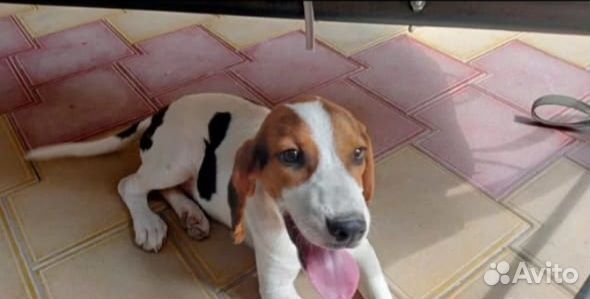 Щенок эстонской гончей