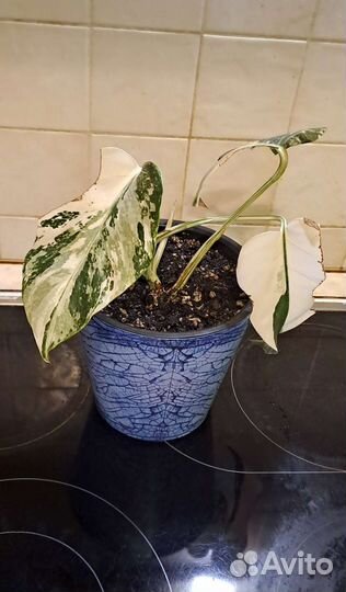 Комнатные растения цветы