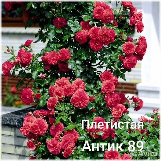 Саженцы роз. 25 сортов