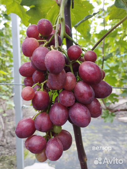 Вегетирующие саженцы винограда