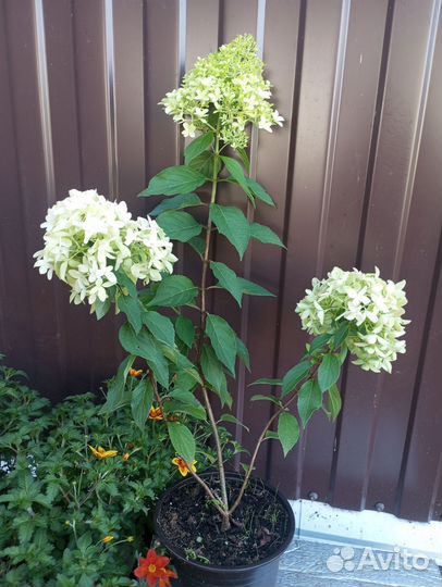 Гортензия метельчатая Самарская лидия