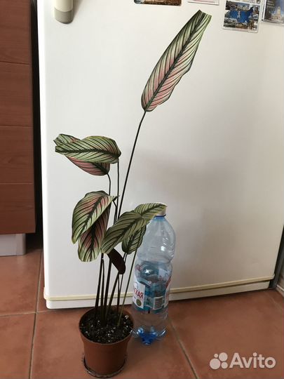 Алоказия Пинк дракон, Калатея Вайт Стар