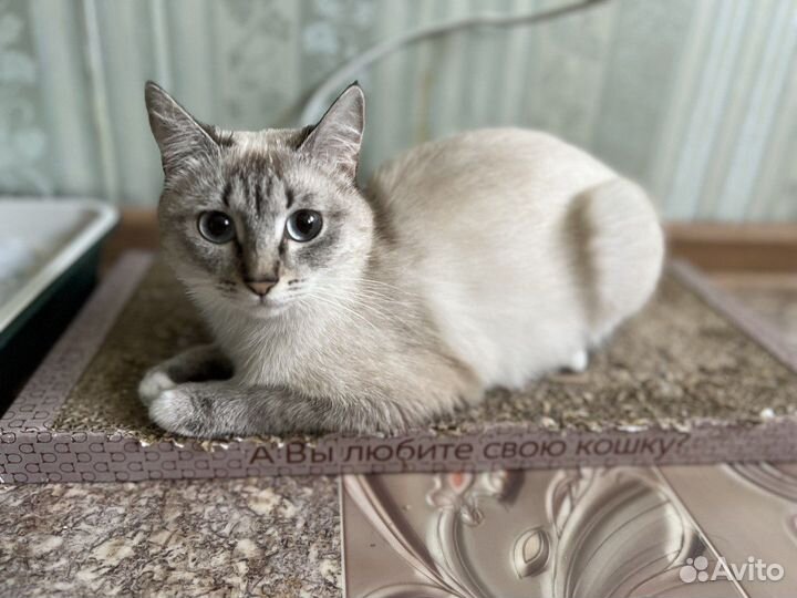 Отдам в добрые руки