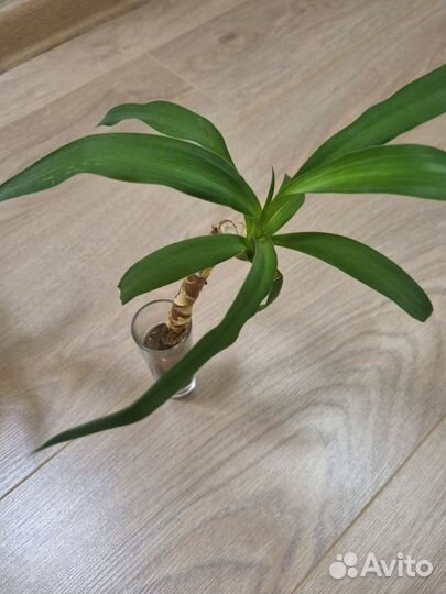 Пальма юкка