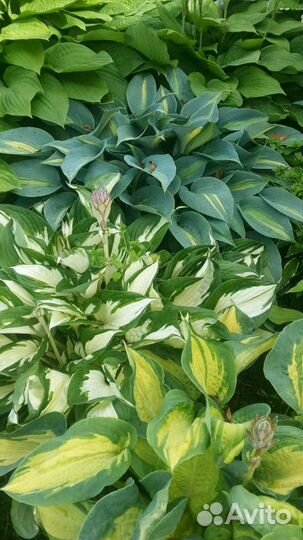 Хосты более 40 сортов