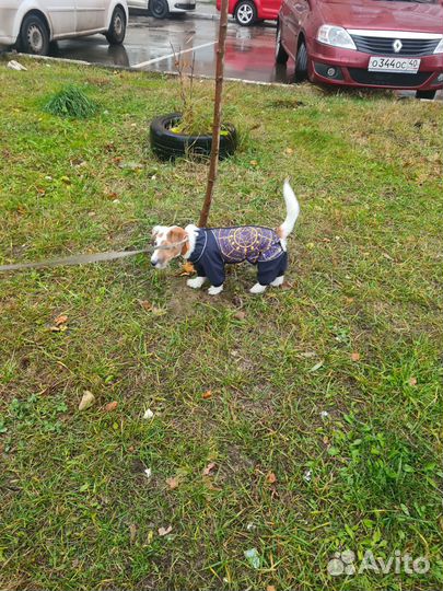 Комбинезон для средней собаки