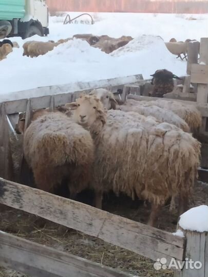 Овце матки суягные