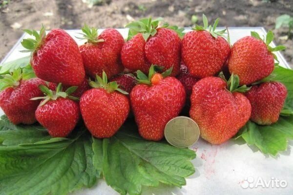 Клубника Кимберли