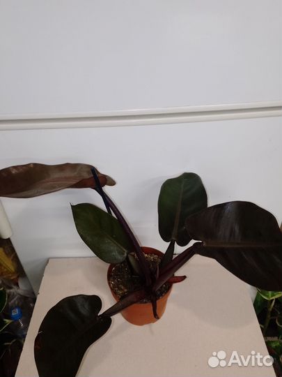 Филодендрон