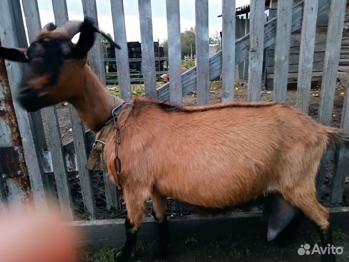 Козы дойные