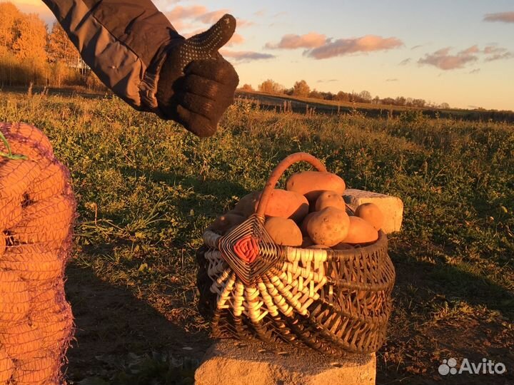 Картофель с доставкой