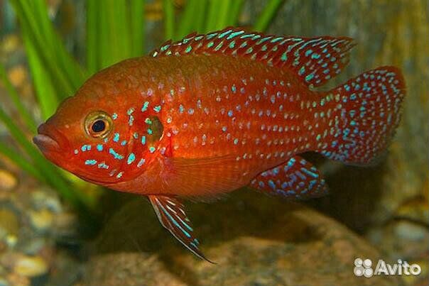 Хромис-красавец (Hemichromis bimaculatus)
