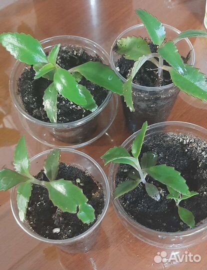 Комнатные цветы