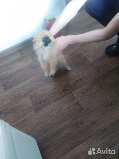 Шпицы разные. Доставка из Челябинска