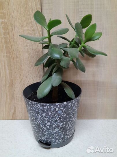 Сансевиерия