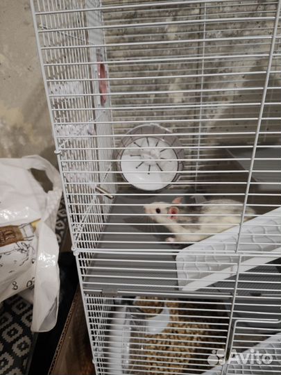 Бесшумное колесо для хомяка