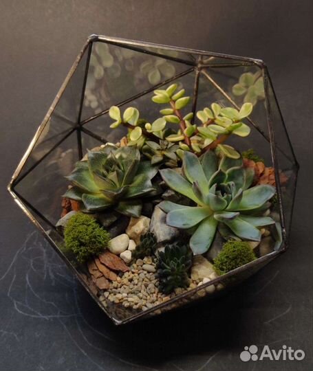 Флорариум с суккулентами