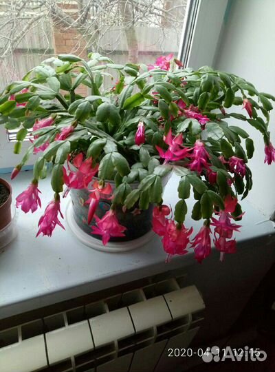 Цветок Декабрист