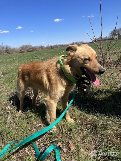 Рич ищет дом