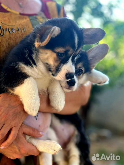 Щенки корги