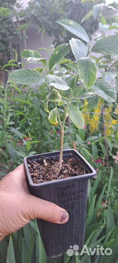 Лимон вариегатный Пинк Эврика