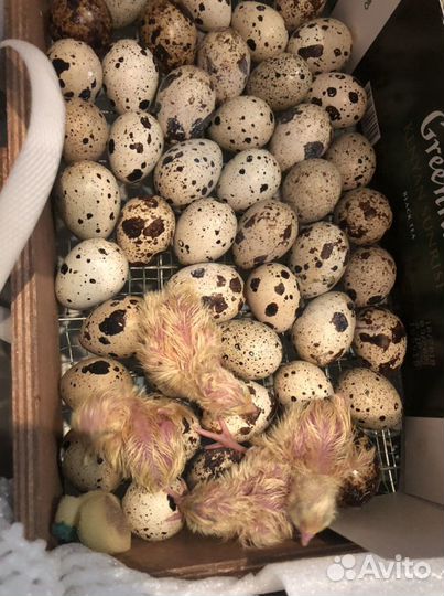 Перепела несушки, мясо, яйца