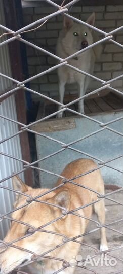 Собаки лайки