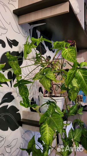 Цветок Сингониум