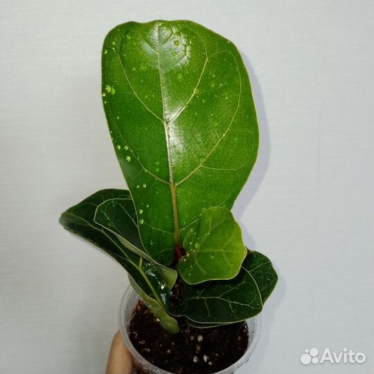 Фикусы сортовые