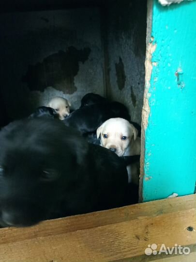 Лабродетки