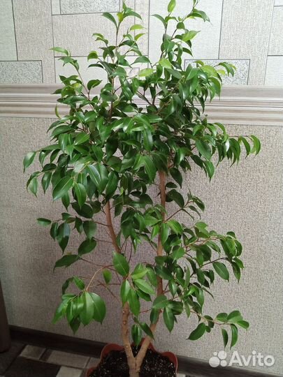 Фикус Бенджамина сорт 