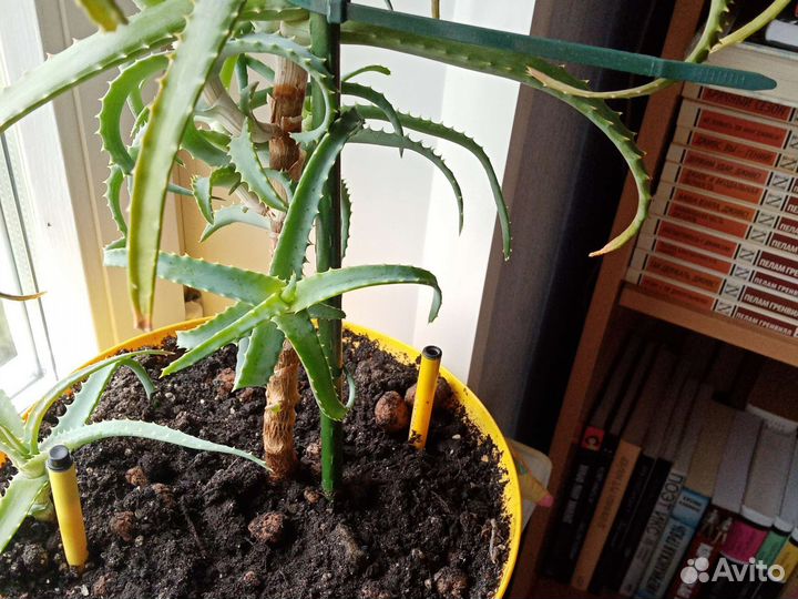 Алоэ лечебный