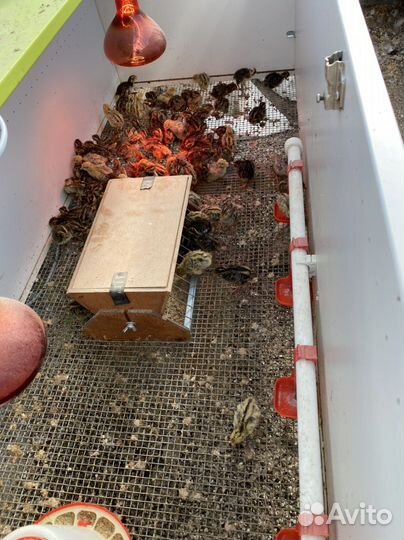 Клетки для перепелов бу