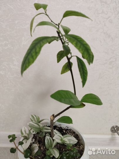 Цитрусовые плодоносящие