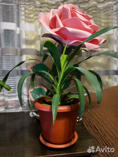 Гиппиаструм,декабрист,пальма Юкка, фикус