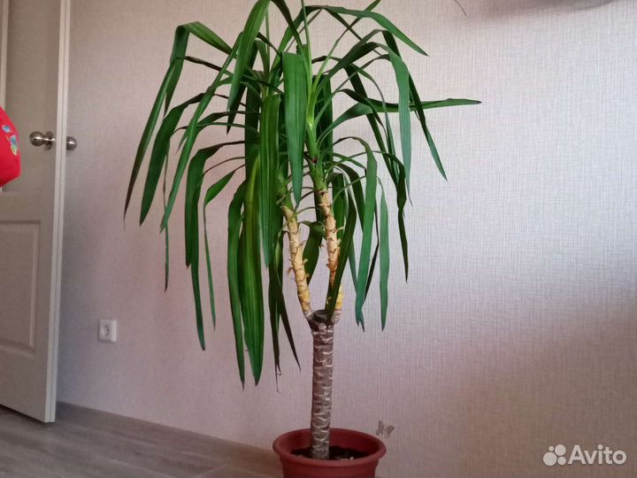 Пальма Юкка Гигантская