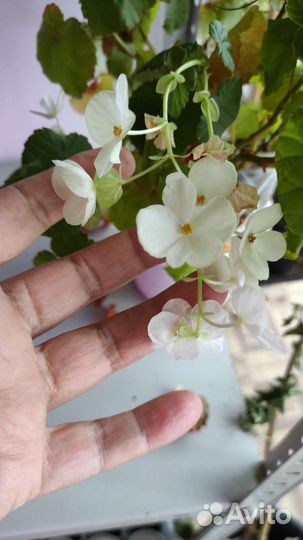 Красивоцветущие, экотические растения