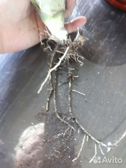 Сансевьерии сортовые