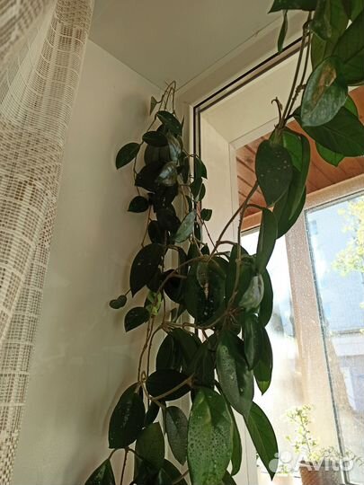 Хойя(восковое дерево)