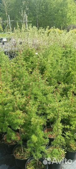 Лиственница растение